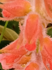 Sinningia allagophylla