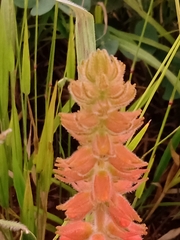 Sinningia allagophylla