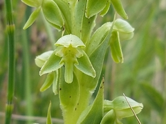 Habenaria hexaptera