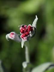 Helichrysum sanguineum