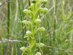 Habenaria hexaptera