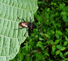 Andraegoidus rufipes