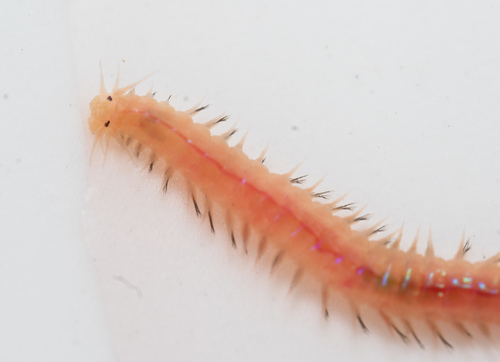 Namalycastis hawaiiensis, 2021-01-13