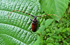Andraegoidus rufipes