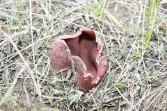 Sarcosphaera coronaria