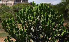 Euphorbia lactea