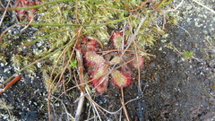Drosera cuneifolia