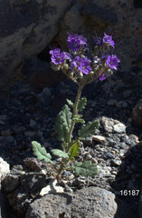 Phacelia crenulata ambigua