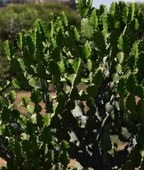 Euphorbia lactea