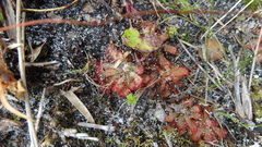 Drosera cuneifolia
