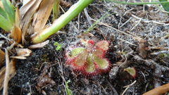 Drosera cuneifolia