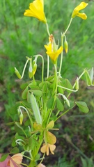 Oxalis dillenii