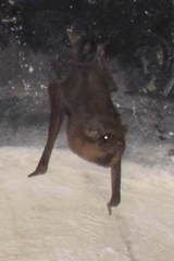 Taphozous melanopogon