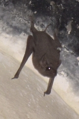 Taphozous melanopogon