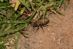 Trachynotus reticulatus