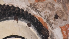 Taphozous melanopogon