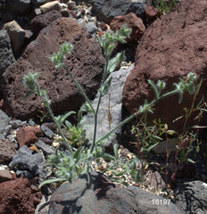 Johnstonella holoptera