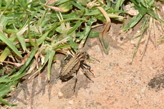 Trachynotus reticulatus