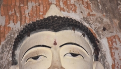 Taphozous melanopogon