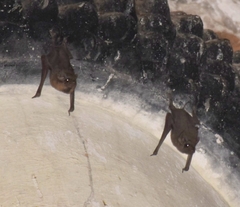 Taphozous melanopogon