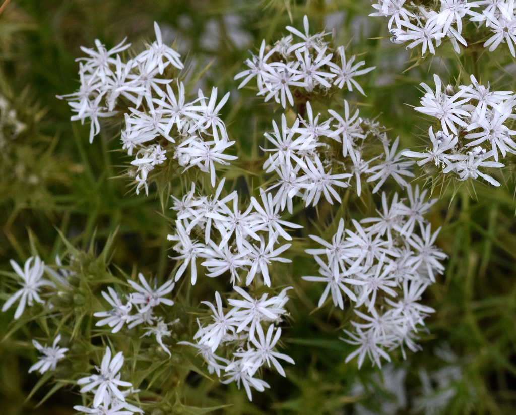 Drypis spinosa