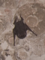 Taphozous melanopogon