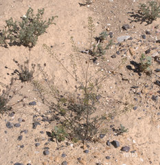 Descurainia pinnata glabra