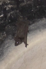 Taphozous melanopogon