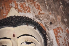 Taphozous melanopogon