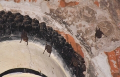 Taphozous melanopogon