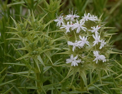 Drypis spinosa
