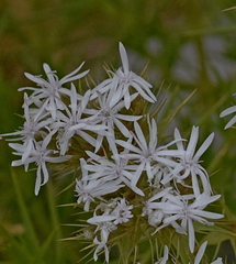Drypis spinosa