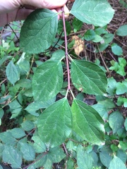 Philadelphus inodorus