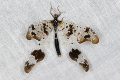 Periclystus circuiter