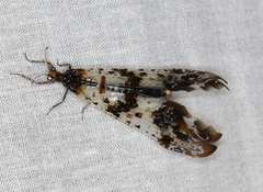 Periclystus circuiter