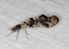 Periclystus circuiter