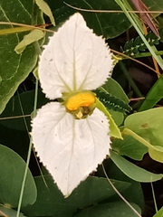 Dalechampia caperonioides