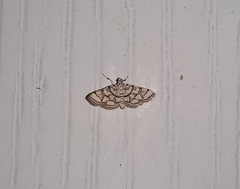 Elophila scitalis