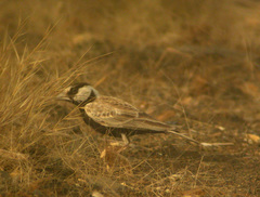 Eremopterix nigriceps nigriceps