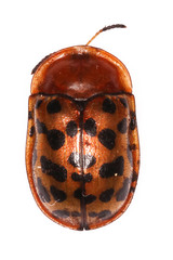 Conchyloctenia punctata