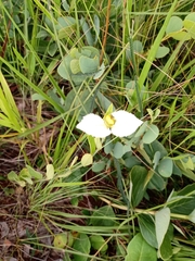 Dalechampia caperonioides