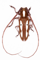Prosopocera paykulli