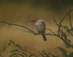 Halcyon leucocephala acteon