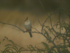 Halcyon leucocephala acteon