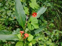 Ipomoea rubriflora