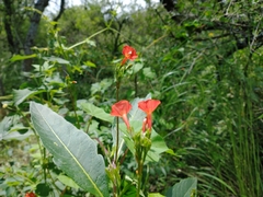 Ipomoea rubriflora