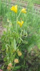 Oxalis dillenii