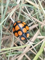 Botanochara decempustulata