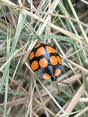 Botanochara decempustulata