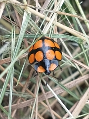 Botanochara decempustulata